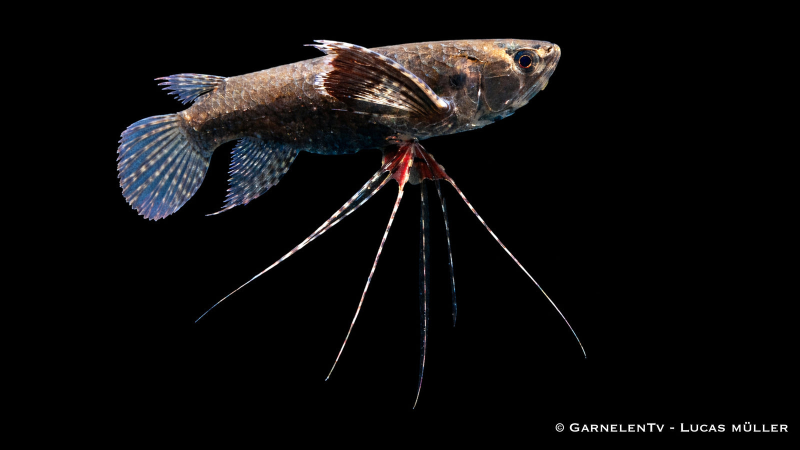 Afrikanischer Schmetterlingsfisch Pantodon buchholzi mit ausgebreiteten Brustflossen an der Wasseroberfläche