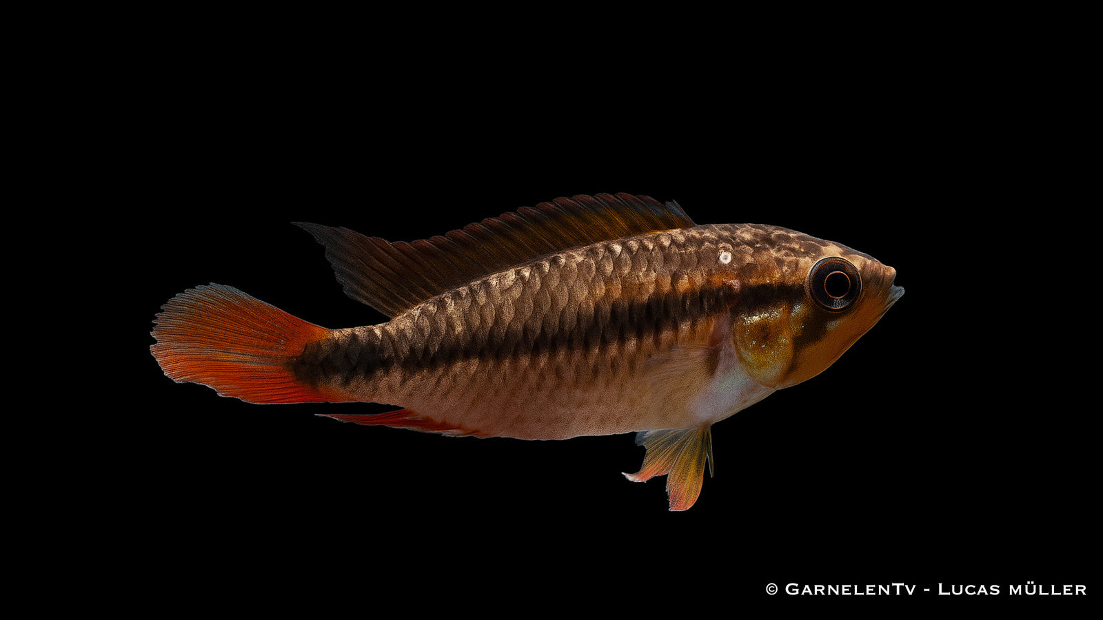 Agassiz Zwergbuntbarsch double red - Apistogramma agassizi