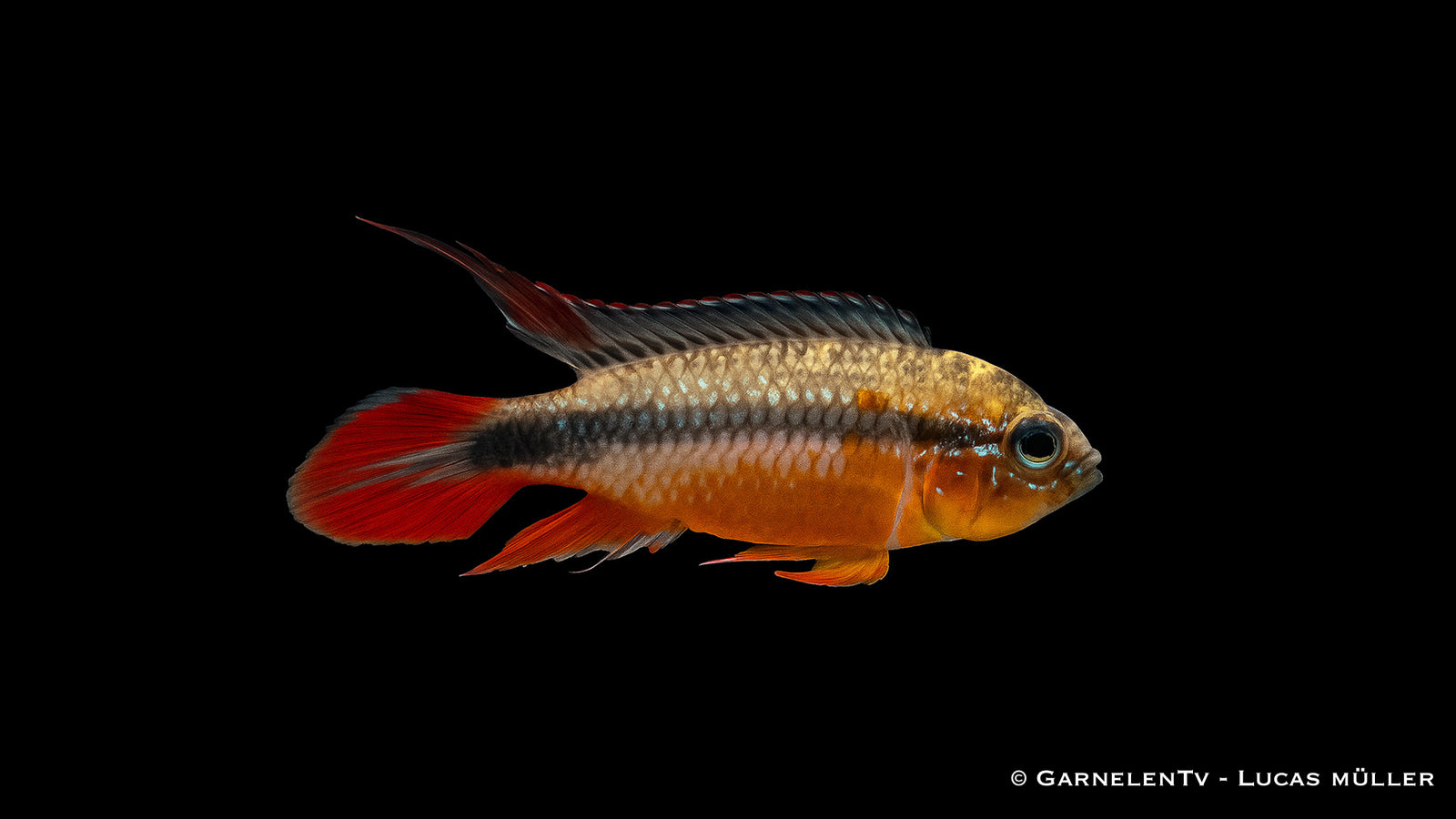 Agassiz Zwergbuntbarsch double red - Apistogramma agassizi