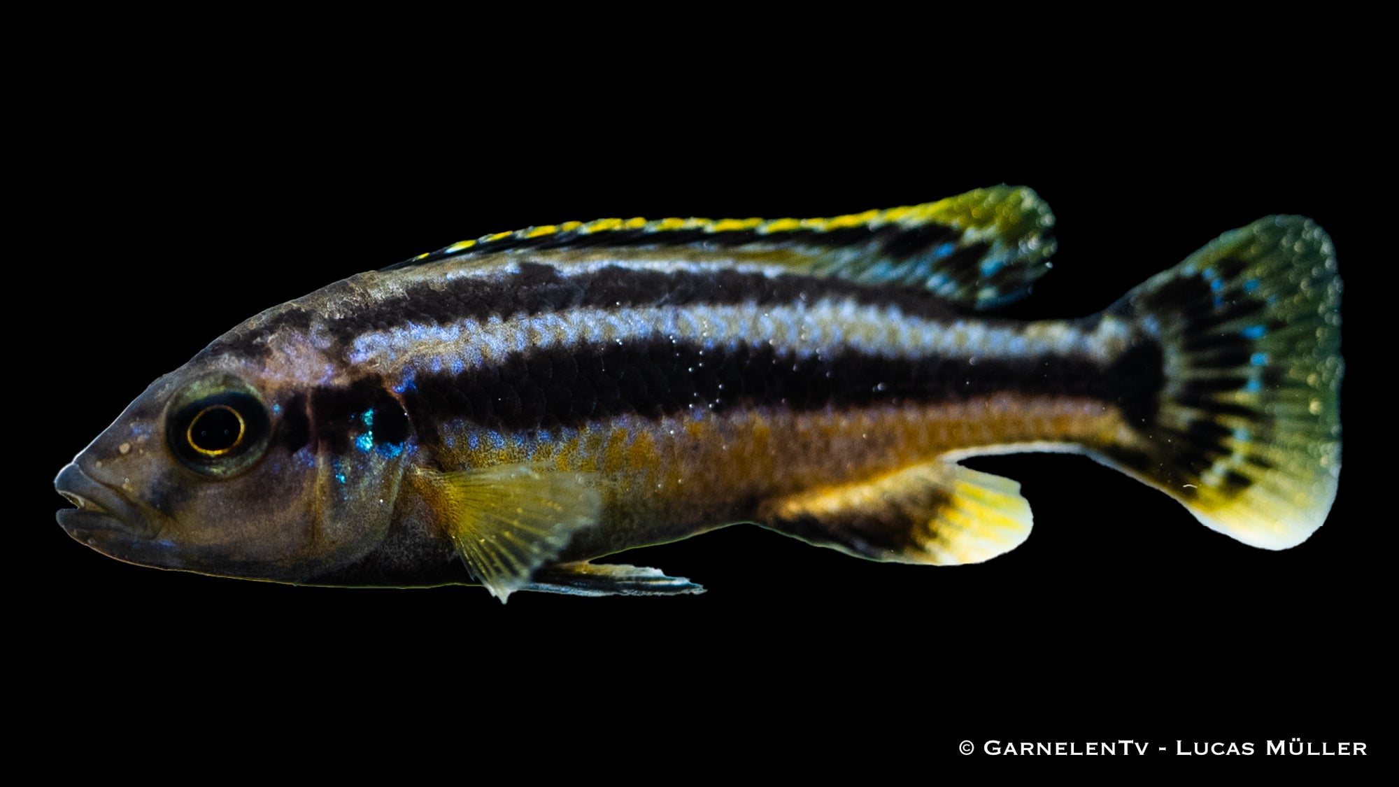 Melanochromis chipokae in Gruppenhaltung
