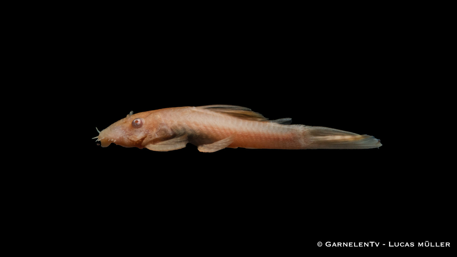 Antennenwels albino / Gold  - Ancistrus sp. (DNZ)