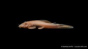 Antennenwels albino / Gold  - Ancistrus sp. (DNZ)