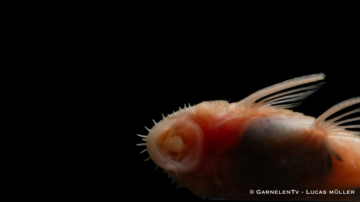 Antennenwels albino / Gold  - Ancistrus sp. (DNZ)