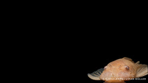 Antennenwels albino / Gold  - Ancistrus sp. (DNZ)
