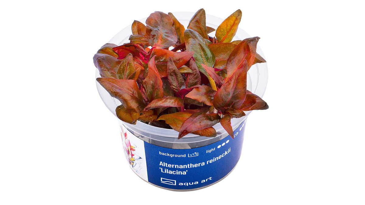 Alternanthera reineckii 'Lilacina'