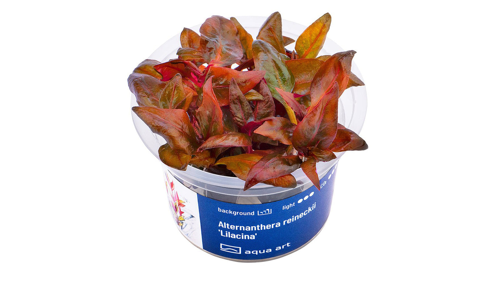 Alternanthera reineckii 'Lilacina'