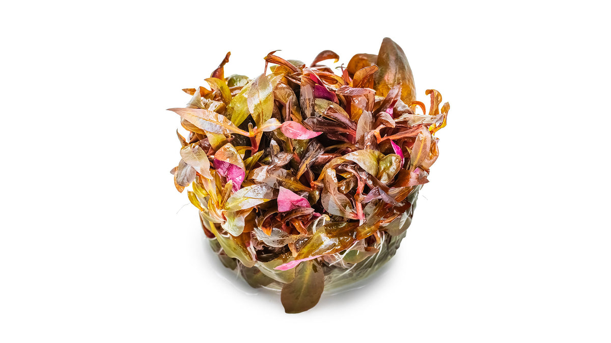 Alternanthera reineckii 'Mini' - Mini-Papageienblatt