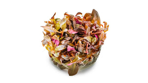Alternanthera reineckii 'Mini' - Mini-Papageienblatt