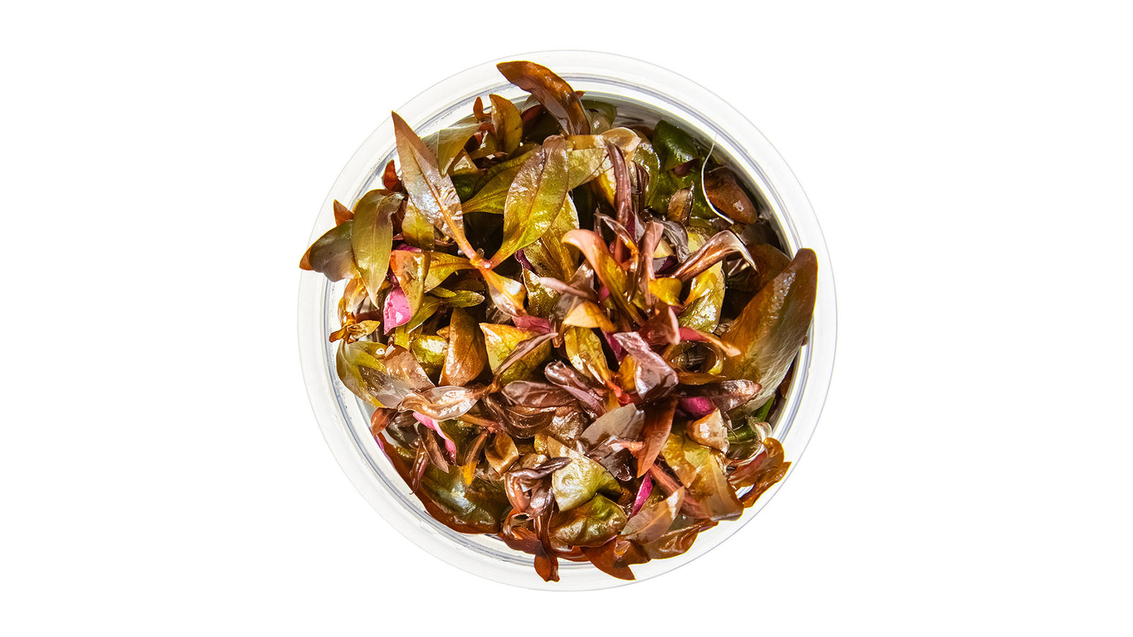 Alternanthera reineckii 'Mini' - Mini-Papageienblatt