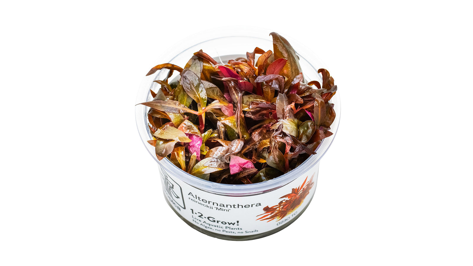 Alternanthera reineckii 'Mini' - Mini-Papageienblatt