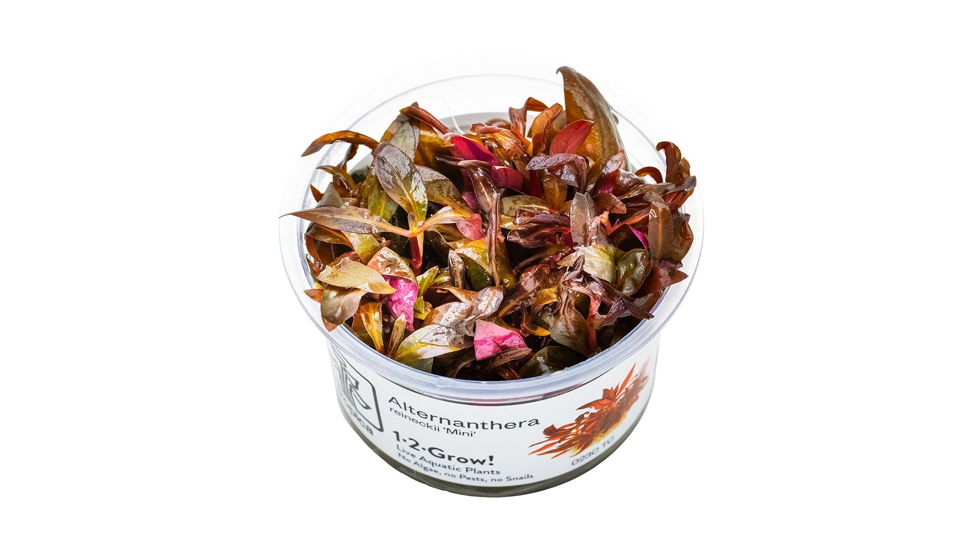 Alternanthera reineckii 'Mini' - Mini-Papageienblatt