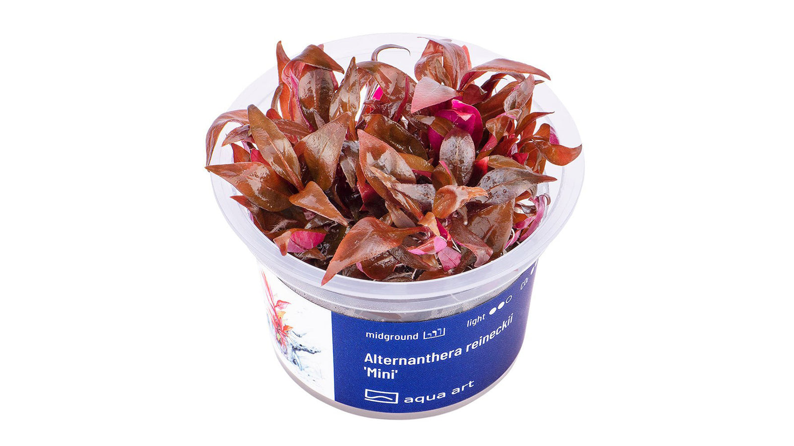 Alternanthera reineckii 'Mini'