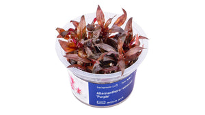 Alternanthera reineckii 'Purple'