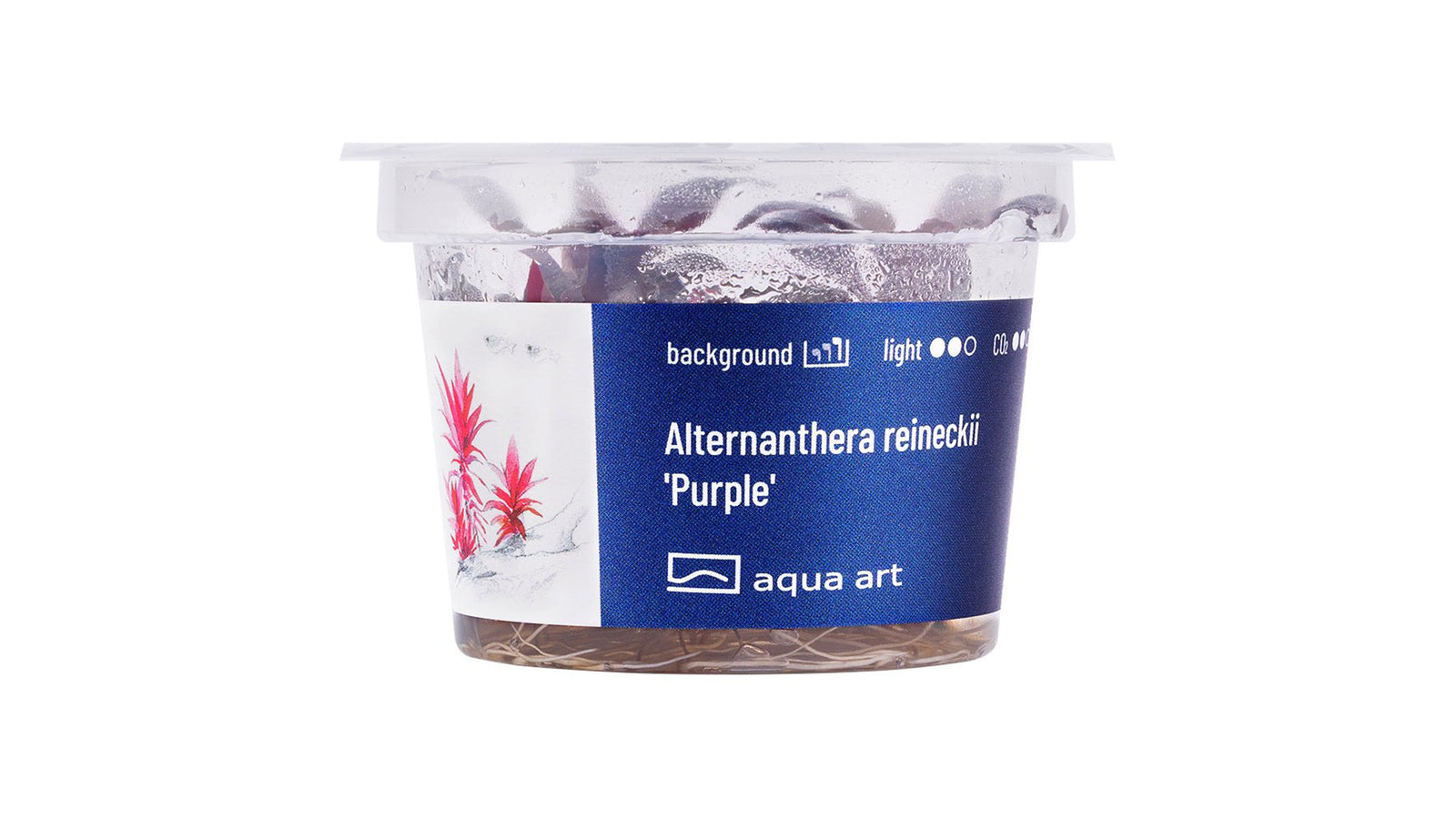 Alternanthera reineckii 'Purple'
