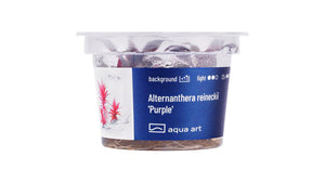 Alternanthera reineckii 'Purple'