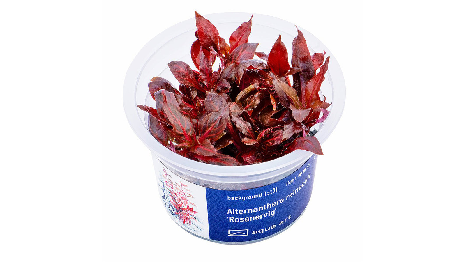 Alternanthera reineckii 'Rosanervig'