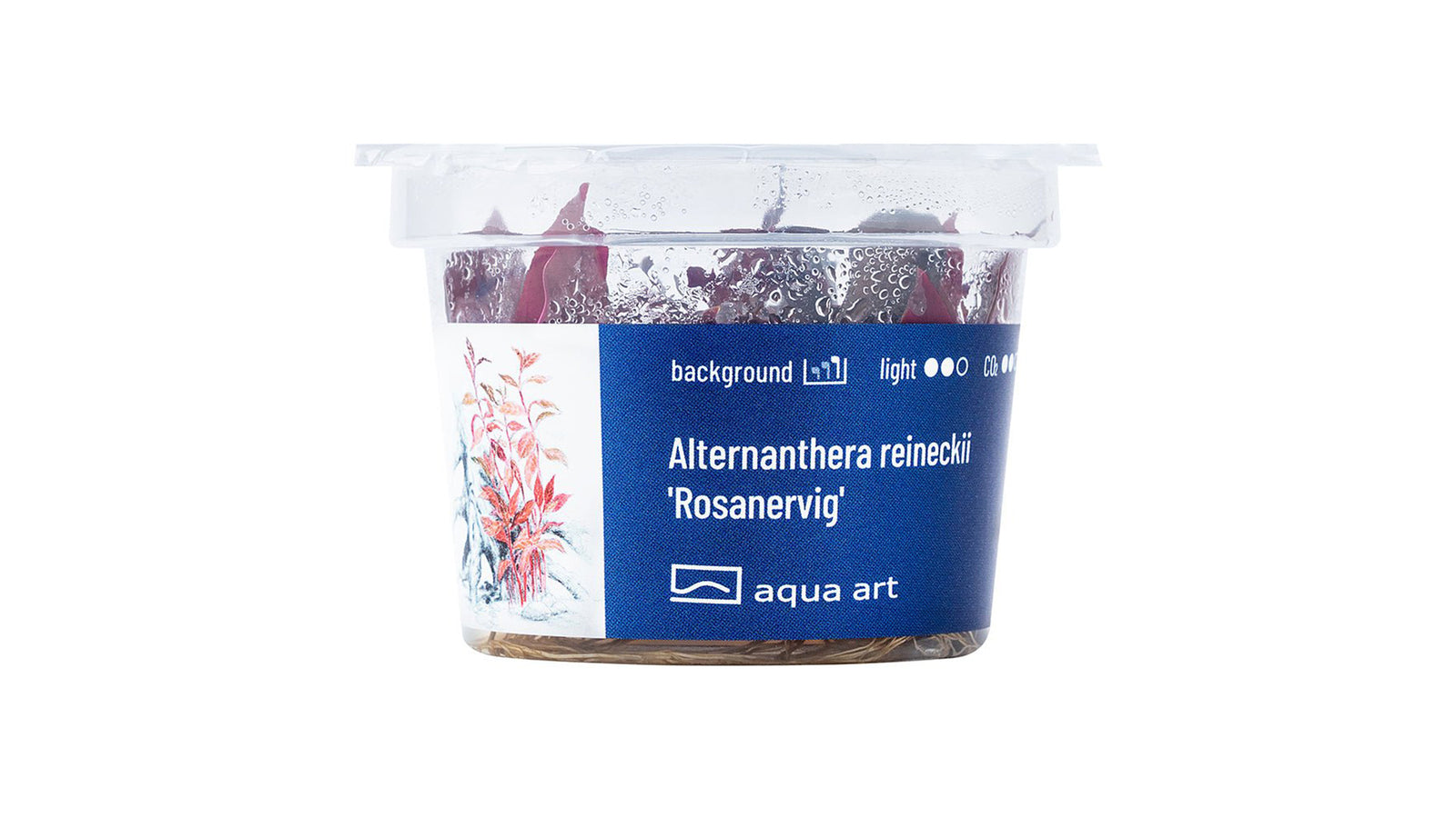 Alternanthera reineckii 'Rosanervig'