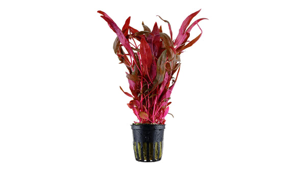 Alternanthera reineckii 'Pink' - Tropica