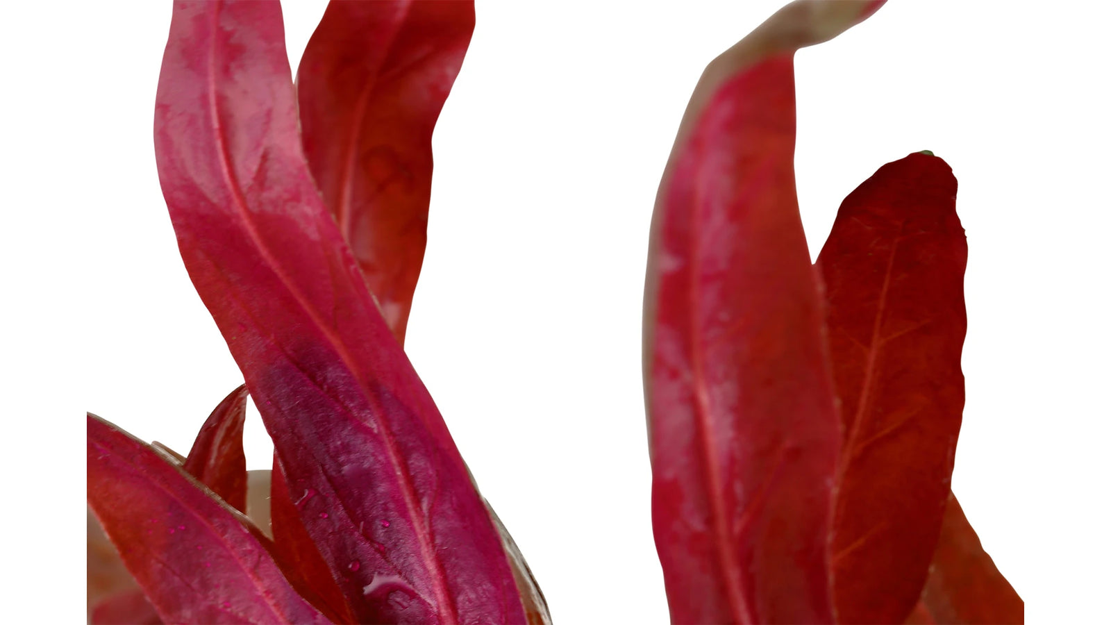 Alternanthera reineckii 'Pink' - Tropica im Topf