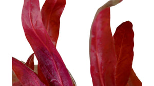 Alternanthera reineckii 'Pink' - Tropica nah