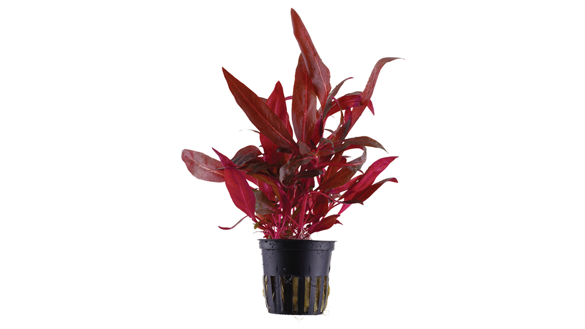 Alternanthera reineckii 'Rosanervig' - Tropica