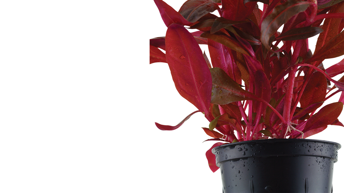 Alternanthera reineckii 'Rosanervig' - Tropica