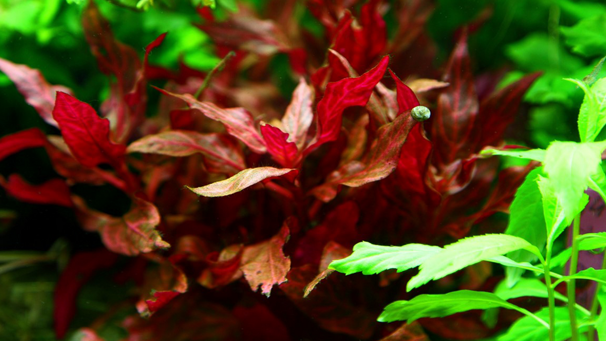 Alternanthera reineckii 'Rosanervig' - Tropica