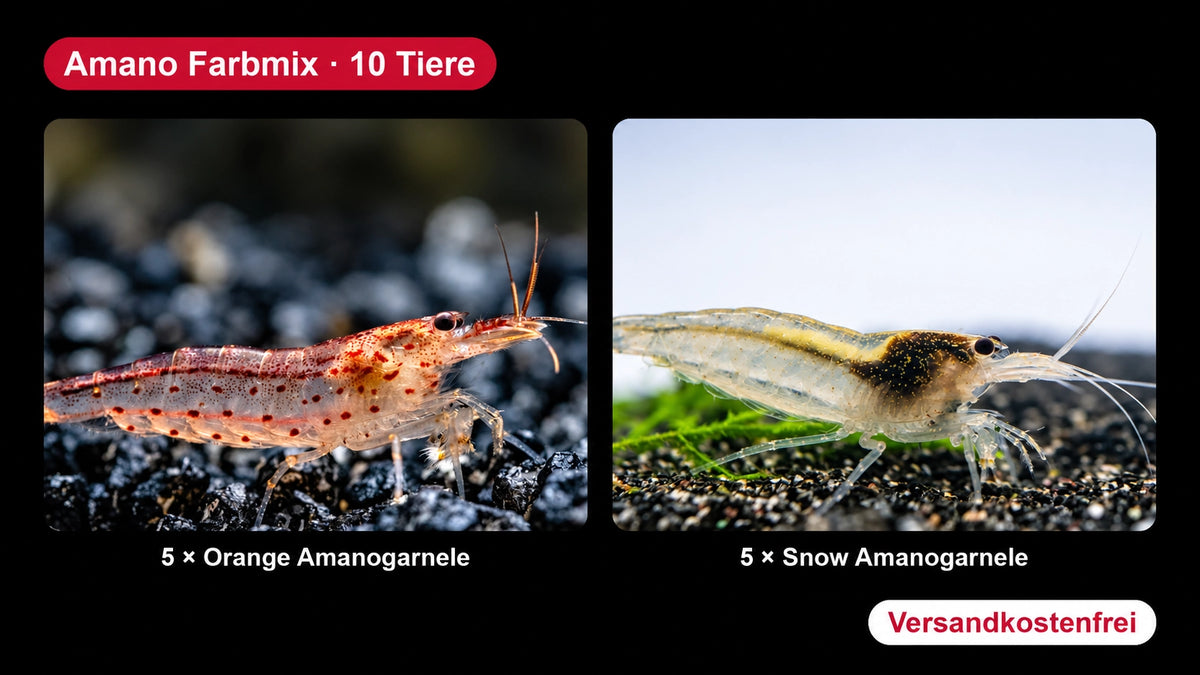Amano Farbmix - 5 Orange + 5 Snow - Caridina multidentata