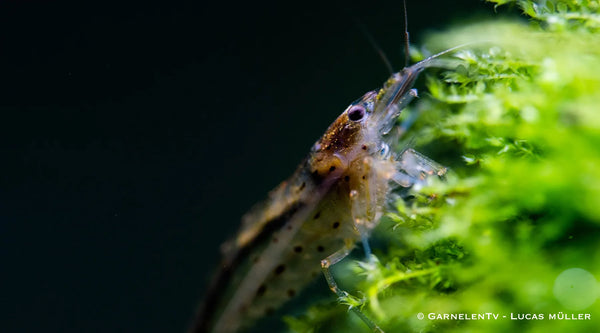 20x Amanogarnele XL - Caridina multidentata