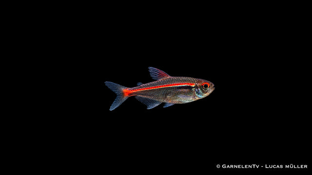Amapa Glühlichtsalmler - Hyphessobrycon amapaensis