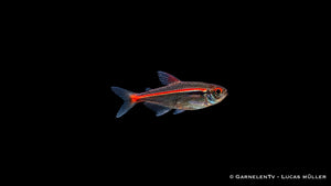 Amapa Glühlichtsalmler - Hyphessobrycon amapaensis