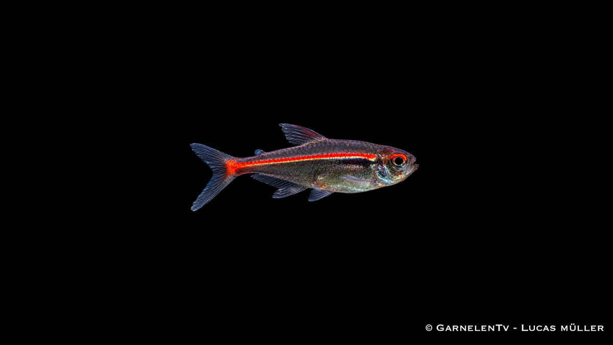 Amapa Glühlichtsalmler - Hyphessobrycon amapaensis
