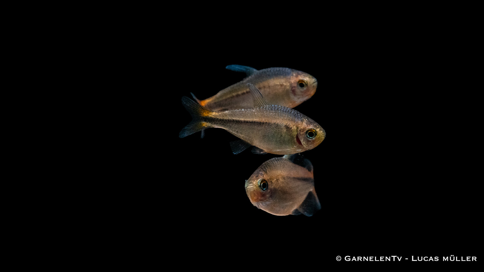 Ameisensalmler Hyphessobrycon myrmex in einem Süßwasseraquarium