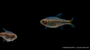 Hyphessobrycon myrmex – seltener Fisch aus Südamerika