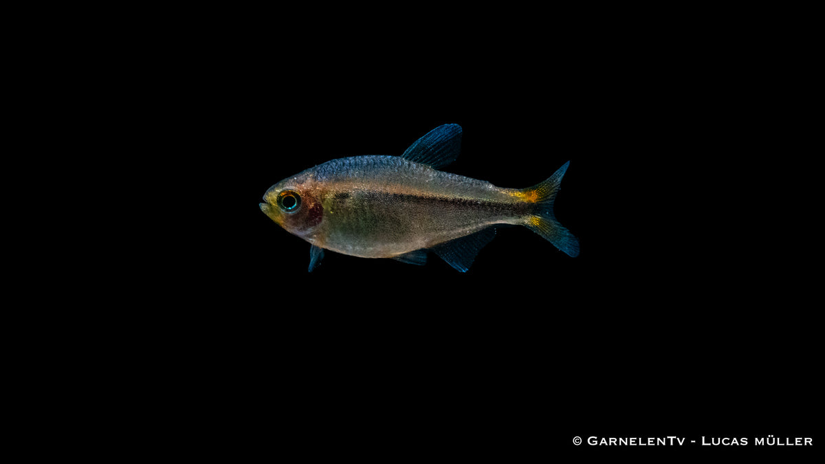 Ameisensalmler schwimmend in einem bepflanzten Aquarium