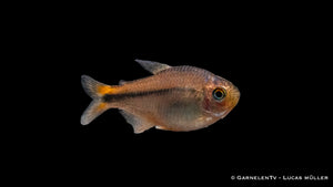 Ameisensalmler mit markanten schwarzen Punkten im Aquarium
