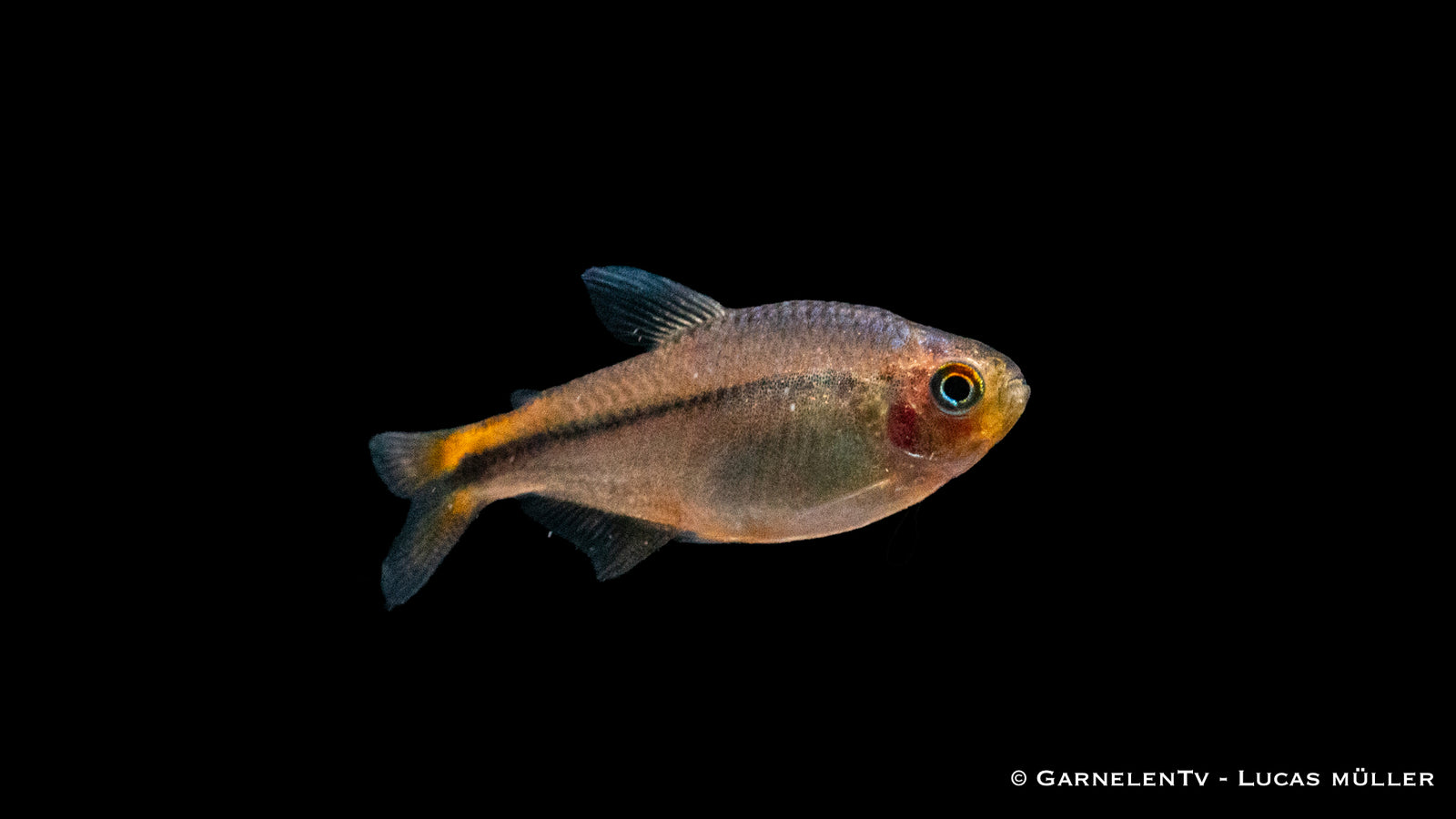 Ameisensalmler Hyphessobrycon myrmex in einem Süßwasseraquarium