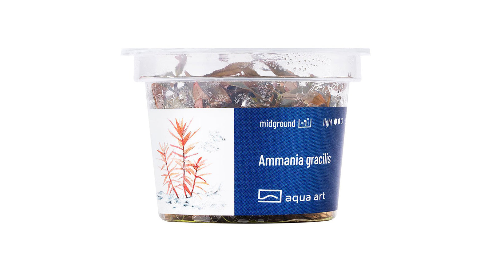 Ammania gracilis - InVitro