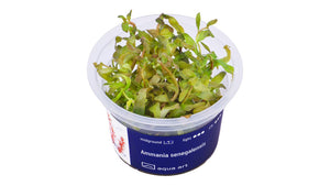 Ammania senegalensis - InVitro