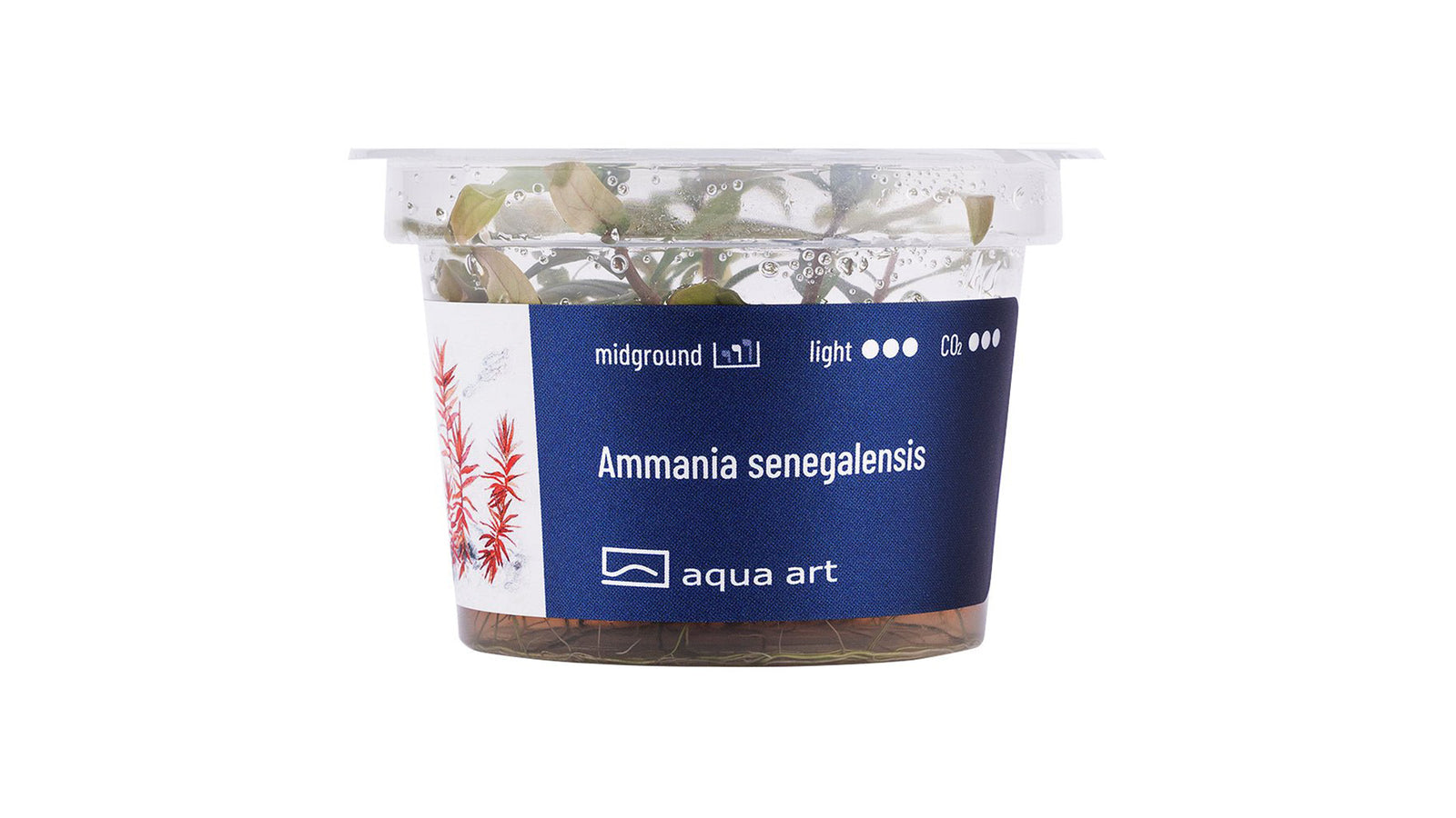 Ammania senegalensis - InVitro