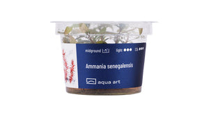 Ammania senegalensis - InVitro