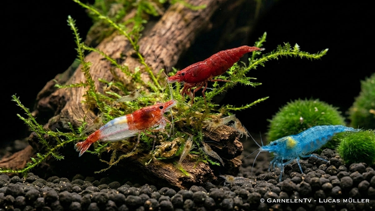 Anfänger Garnelen Set mit Red Fire Red Rili und Blue Jelly Neocaridina im Aquarium
