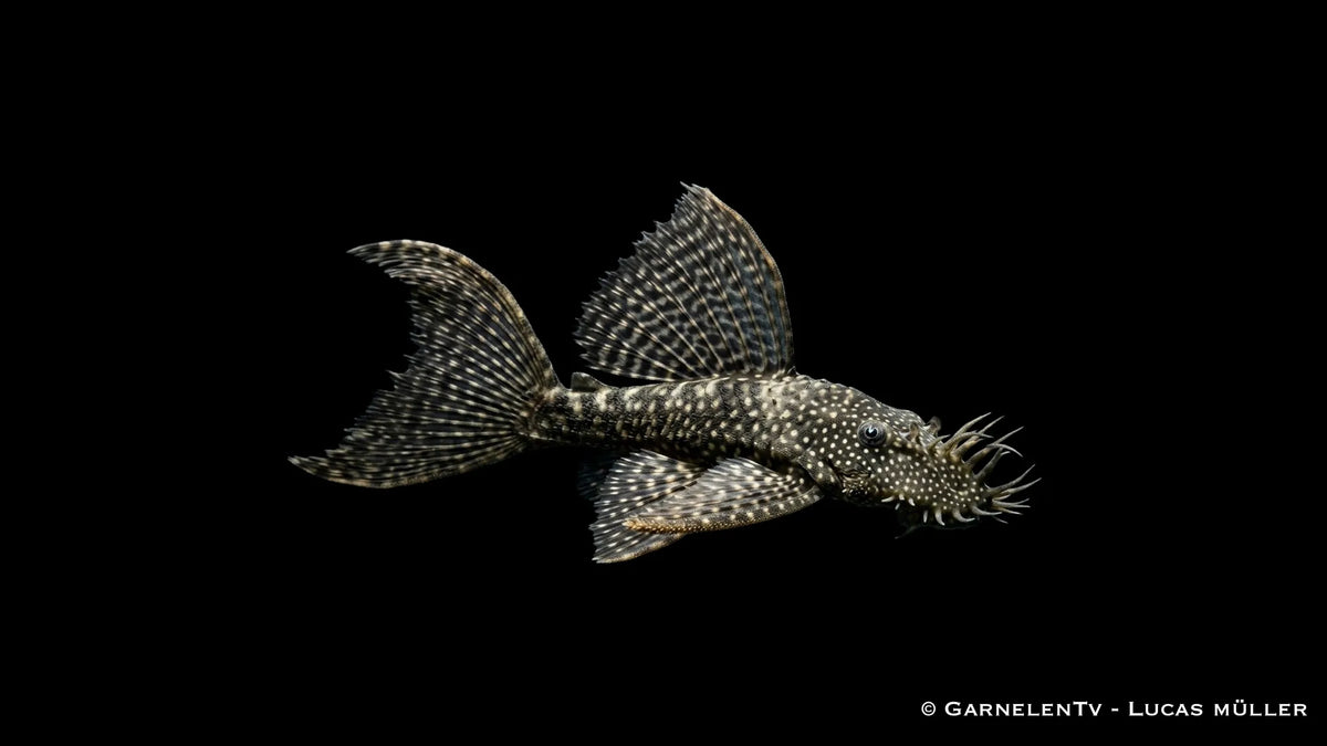 Antennenwels Schleier Ancistrus spec. mit langen Flossen und typischer Körperform auf Aquariendekoration