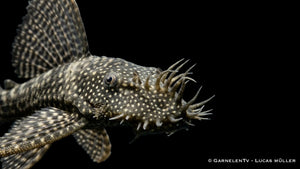 Schleier Antennenwels im Aquarium mit ausgeprägten Flossen, dunkler Zeichnung und ruhiger Haltung am Bodengrund