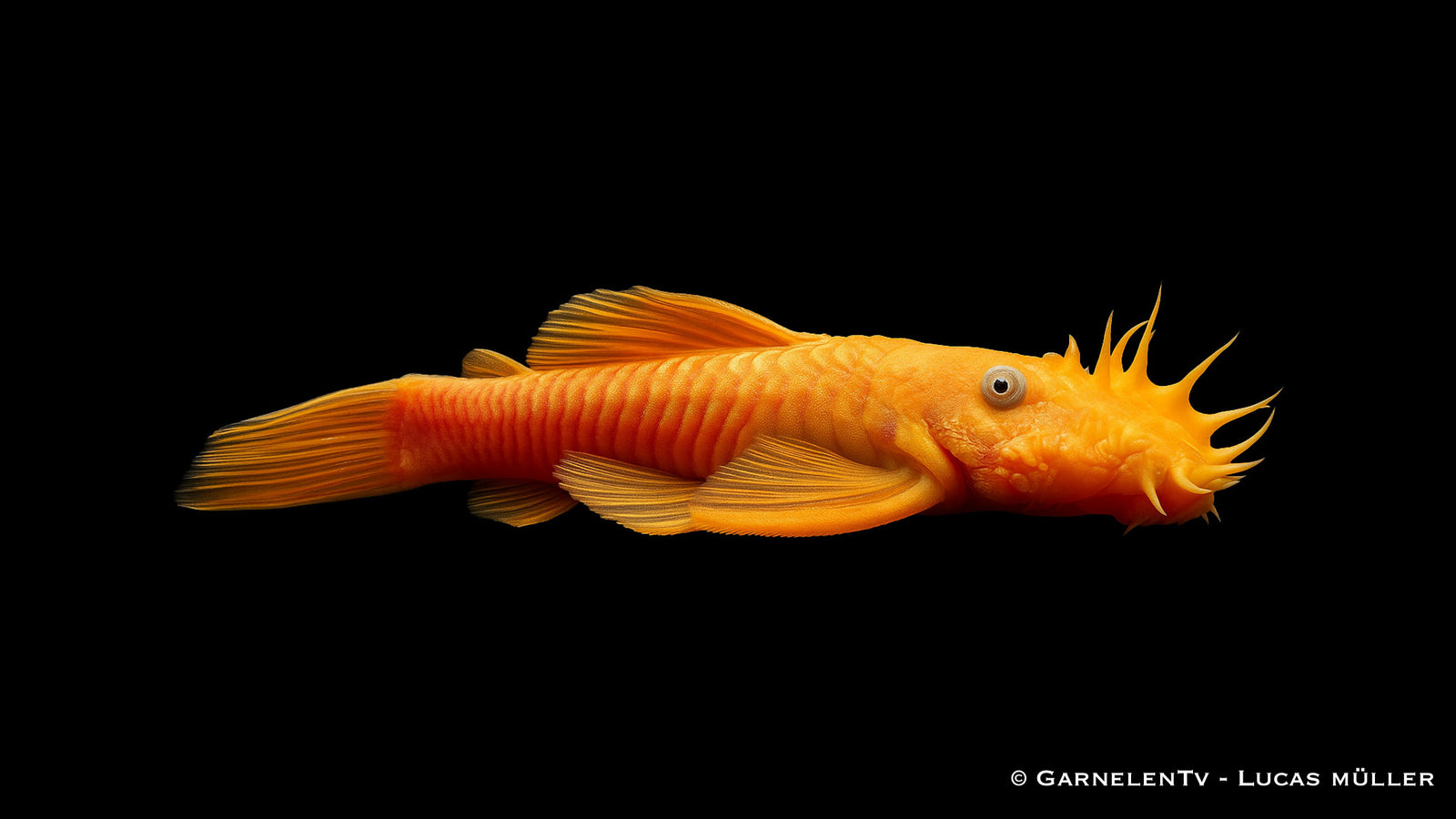 Antennenwels albino / Gold  - Ancistrus sp. (DNZ)