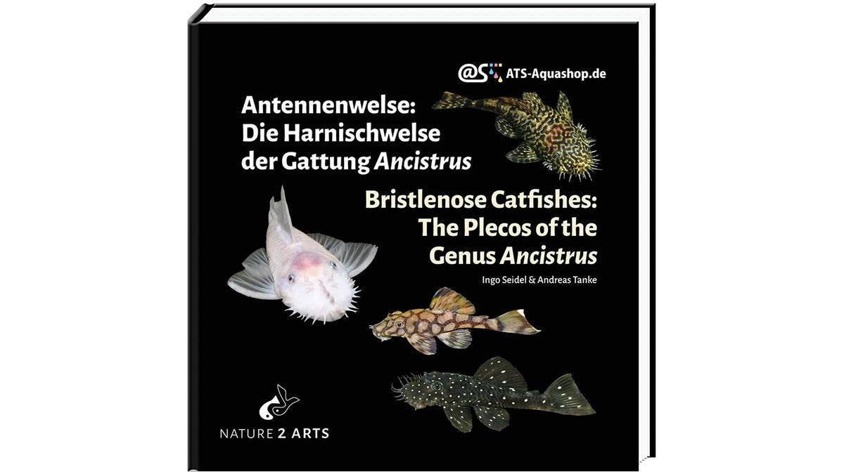 Antennenwelse: Die Harnischwelse der Gattung Ancistrus