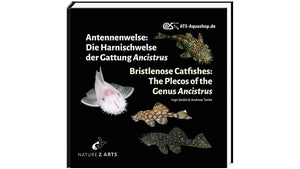 Antennenwelse: Die Harnischwelse der Gattung Ancistrus