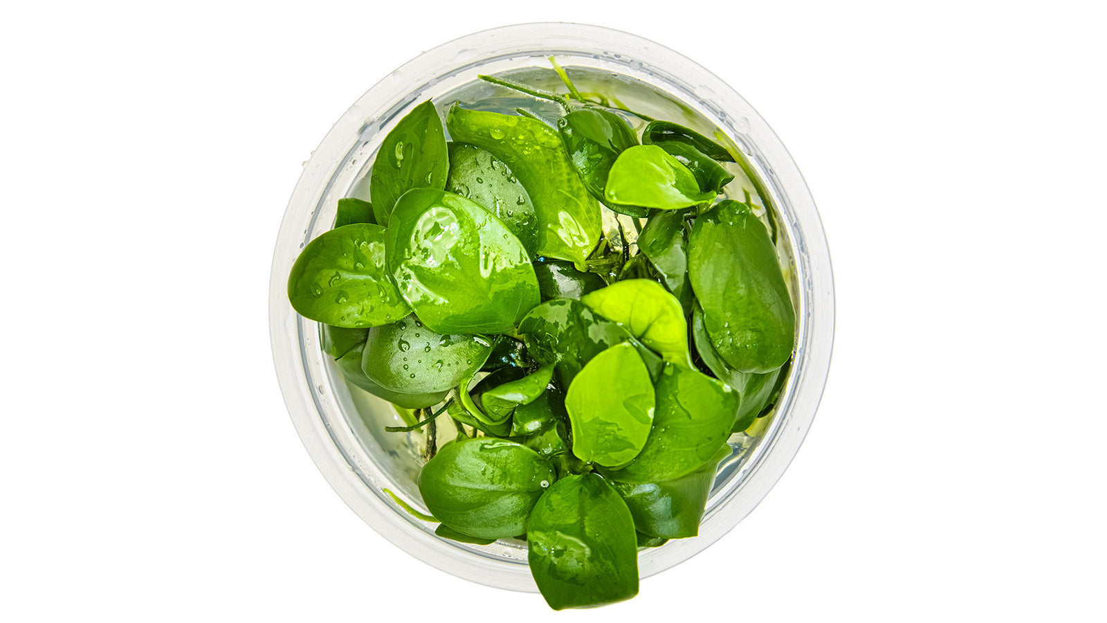 Anubias barteri nana