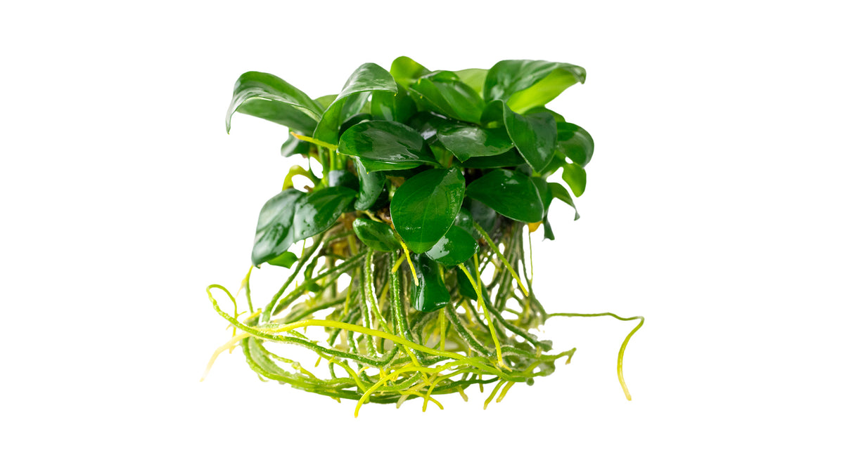 Anubias barteri nana mit Wurzeln