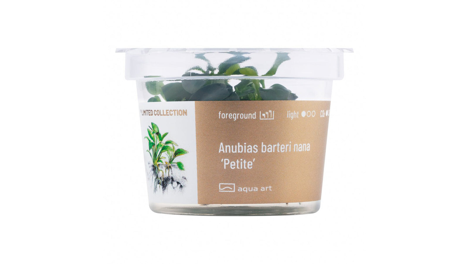 Anubias barteri nana ’Petite’ - InVitro